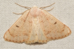 Dyscia penulataria