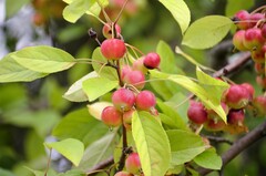 Malus prunifolia