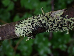 Hypotrachyna sinuosa