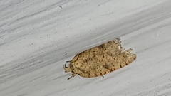 Agonopterix thelmae