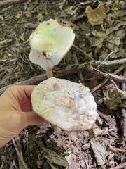 Hygrophorus chrysodon