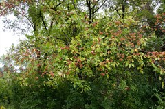 Malus prunifolia