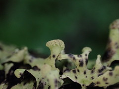 Hypotrachyna sinuosa