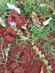 Triodanis perfoliata