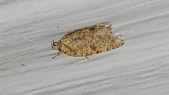 Agonopterix thelmae