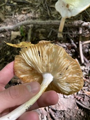 Hygrophorus chrysodon