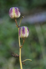Lilium martagon