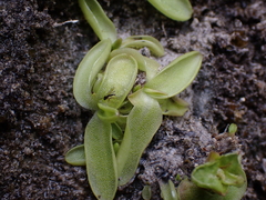 Pinguicula