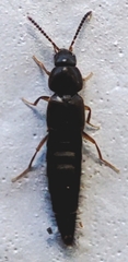 Staphylinidae