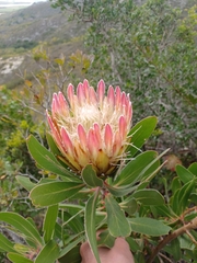 Protea obtusifolia