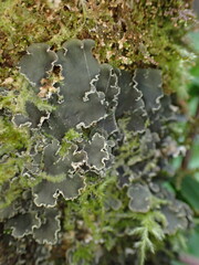 Peltigera collina