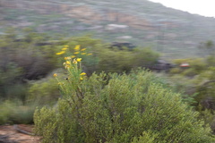 Euryops speciosissimus
