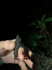 Rhinella festae