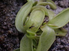 Pinguicula