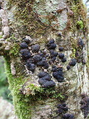 Jackrogersella multiformis