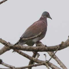 Patagioenas cayennensis