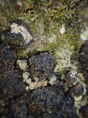 Jackrogersella multiformis