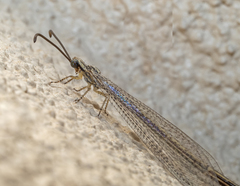 Brachynemurus
