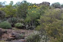 Euryops speciosissimus