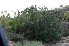 Hyaenanche globosa