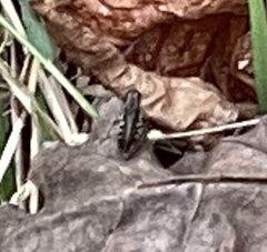 Melanoplus punctulatus