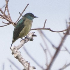 Dacnis venusta