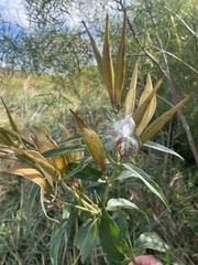 Asclepias incarnata