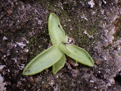 Pinguicula