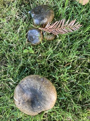 Lactarius turpis