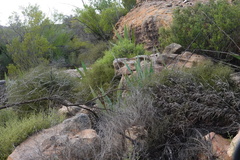 Watsonia vanderspuyae