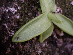 Pinguicula