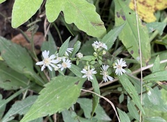 Symphyotrichum lanceolatum