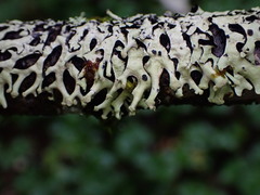 Hypotrachyna sinuosa