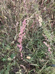 Caryophyllales