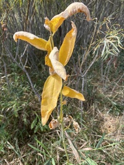 Asclepias speciosa