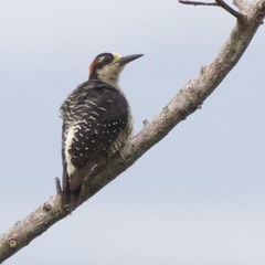 Melanerpes pucherani