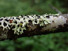 Hypotrachyna sinuosa