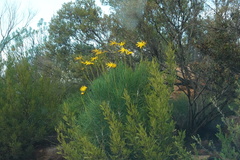 Euryops speciosissimus