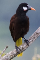 Psarocolius montezuma