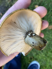 Lactarius turpis