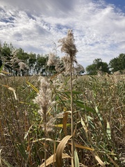 Phragmites