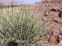 Euphorbia damarana