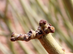 Euphorbia damarana