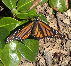 Danaus plexippus