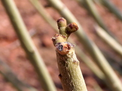 Euphorbia damarana