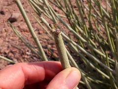 Euphorbia damarana