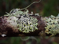 Menegazzia