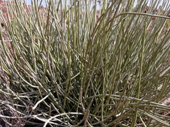 Euphorbia damarana
