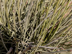 Euphorbia damarana