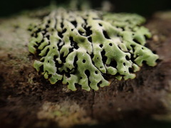 Menegazzia
